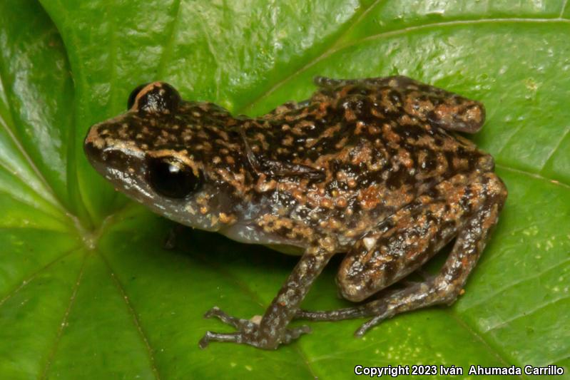 Whistling Frog (Eleutherodactylus terestes)