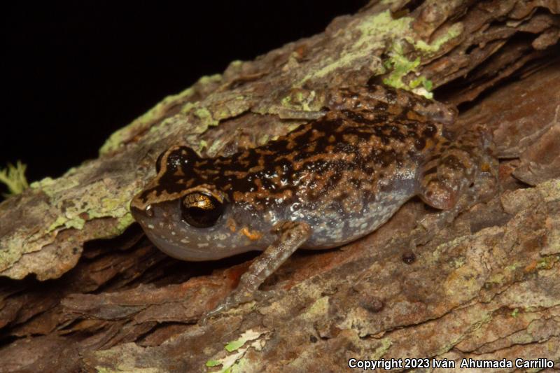 Whistling Frog (Eleutherodactylus terestes)