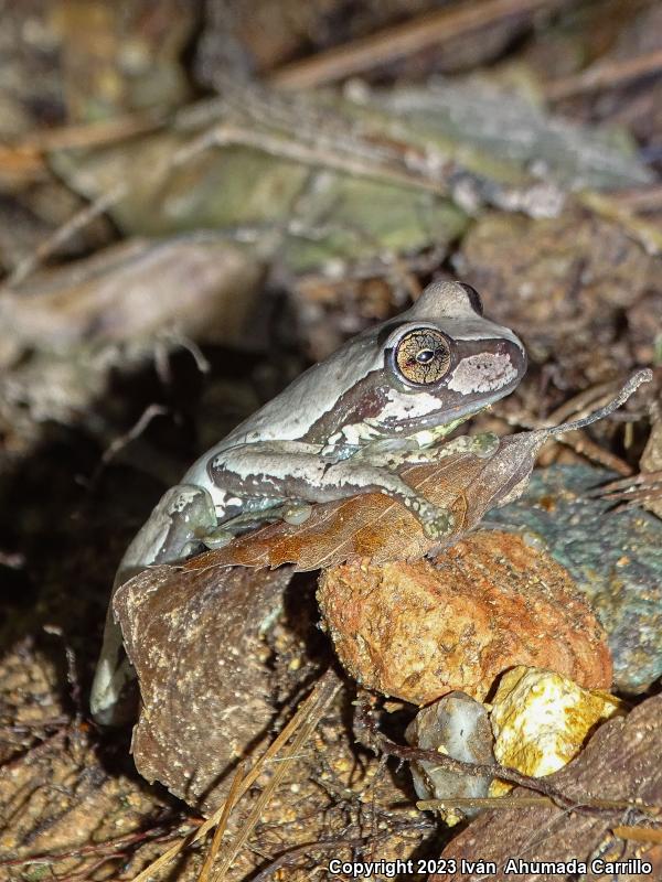 Mexican Fringe-limbed Treefrog (Plectrohyla bistincta)