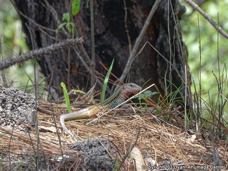 Western México Whiptail (Aspidoscelis costata)