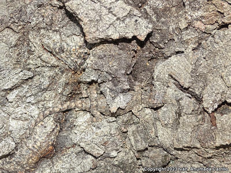 Tropical Tree Lizard (Urosaurus bicarinatus)