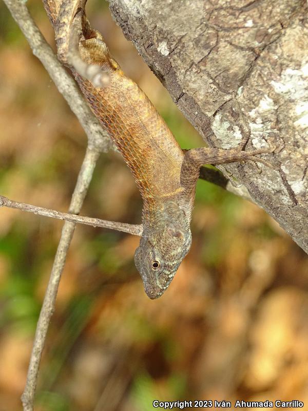 Yellow-backed Spiny Lizard (Sceloporus uniformis)