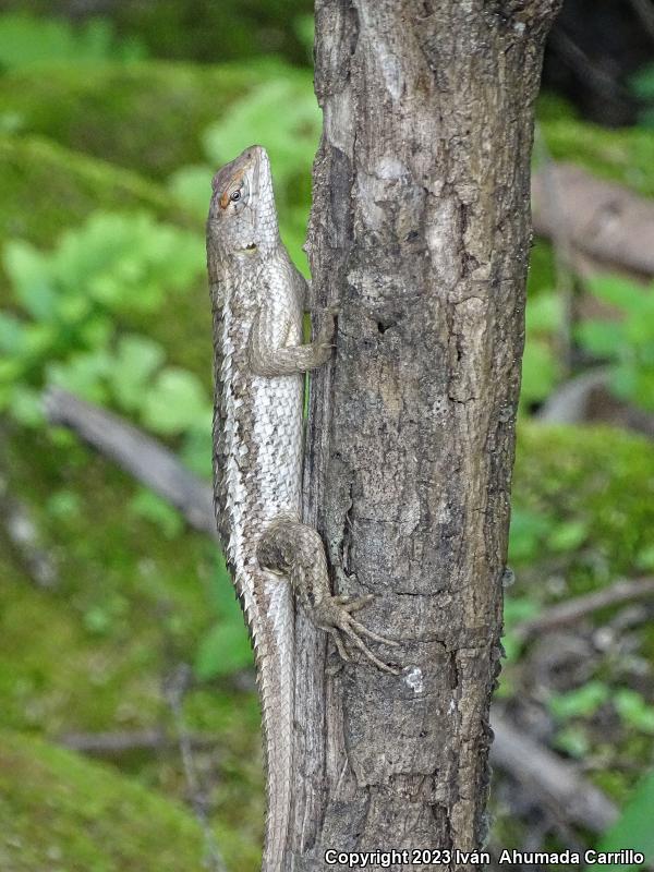 Rough Lizard (Sceloporus horridus)