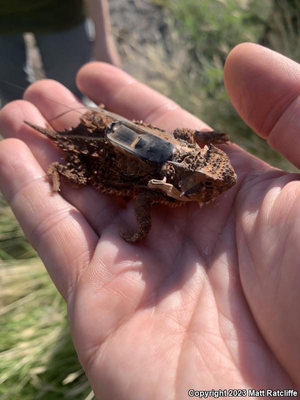 Texas Horned Lizard (Phrynosoma cornutum)