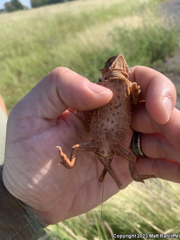 Texas Horned Lizard (Phrynosoma cornutum)