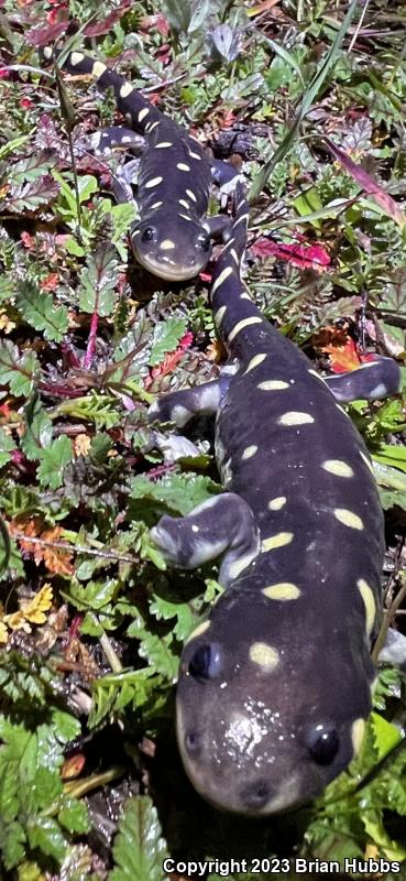 California Tiger Salamander (Ambystoma californiense)