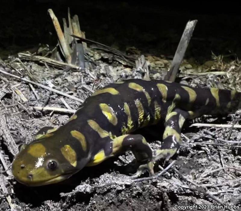 Barred Tiger Salamander (Ambystoma mavortium)