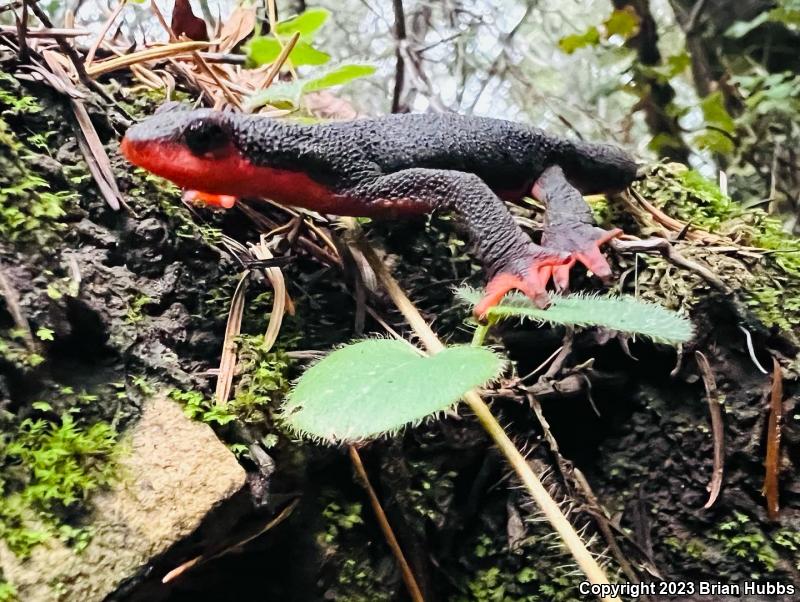 Red-bellied Newt (Taricha rivularis)