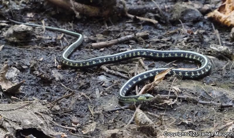 Red-Spotted Gartersnake (Thamnophis sirtalis concinnus)