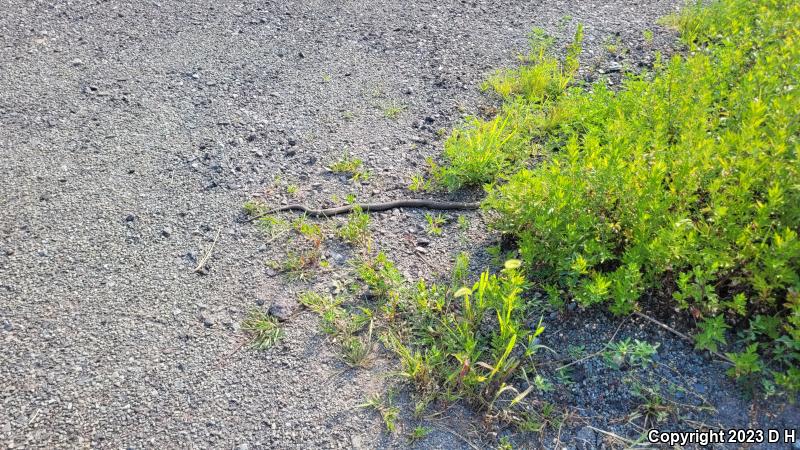 Northern Watersnake (Nerodia sipedon sipedon)