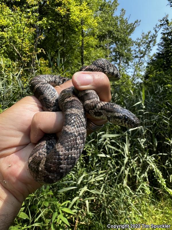 Eastern Milksnake (Lampropeltis triangulum triangulum)