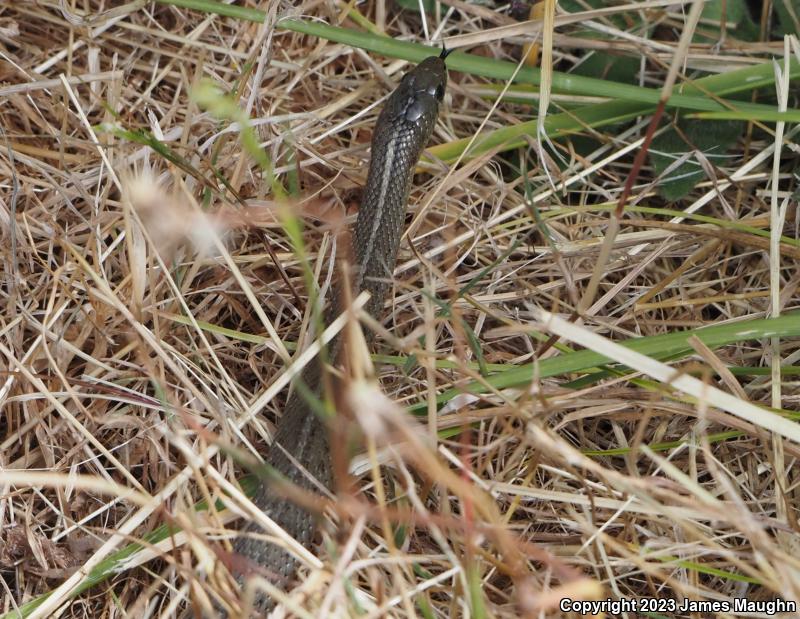 Northwestern Gartersnake (Thamnophis ordinoides)