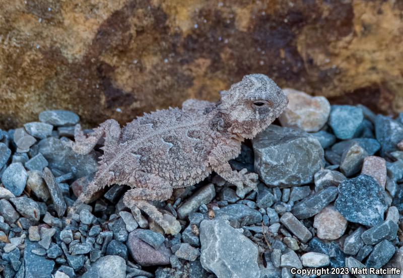 Texas Horned Lizard (Phrynosoma cornutum)