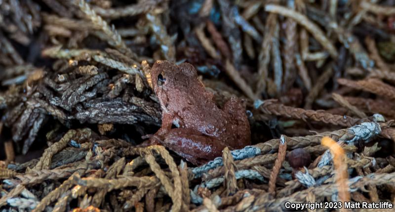 Northern Cricket Frog (Acris crepitans)