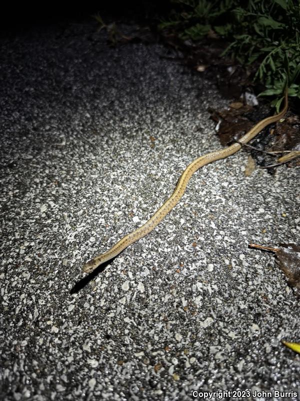 Midland Brownsnake (Storeria dekayi wrightorum)