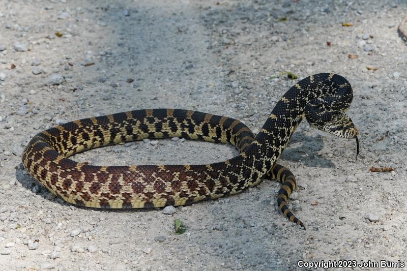 Bullsnake (Pituophis catenifer sayi)