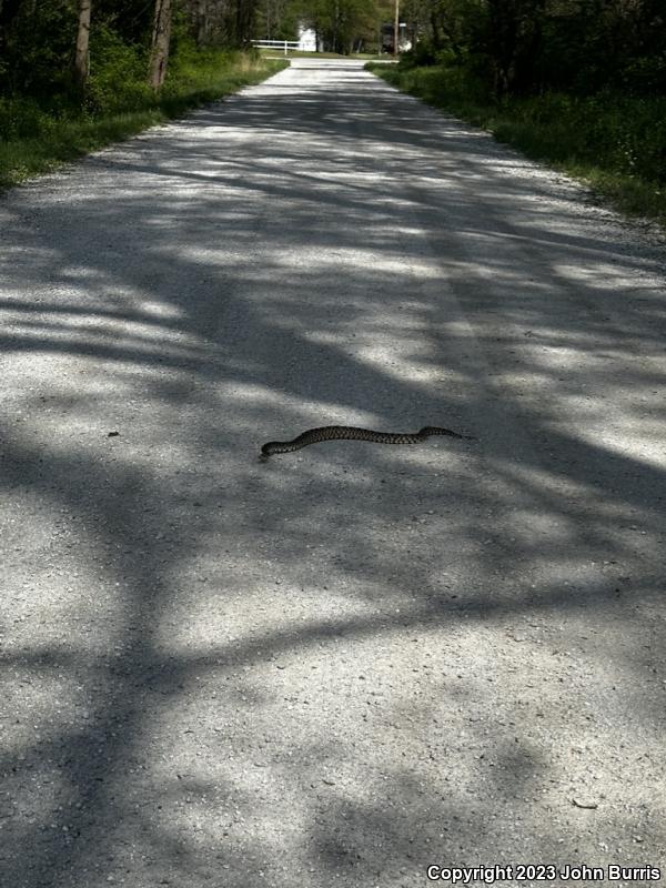 Bullsnake (Pituophis catenifer sayi)