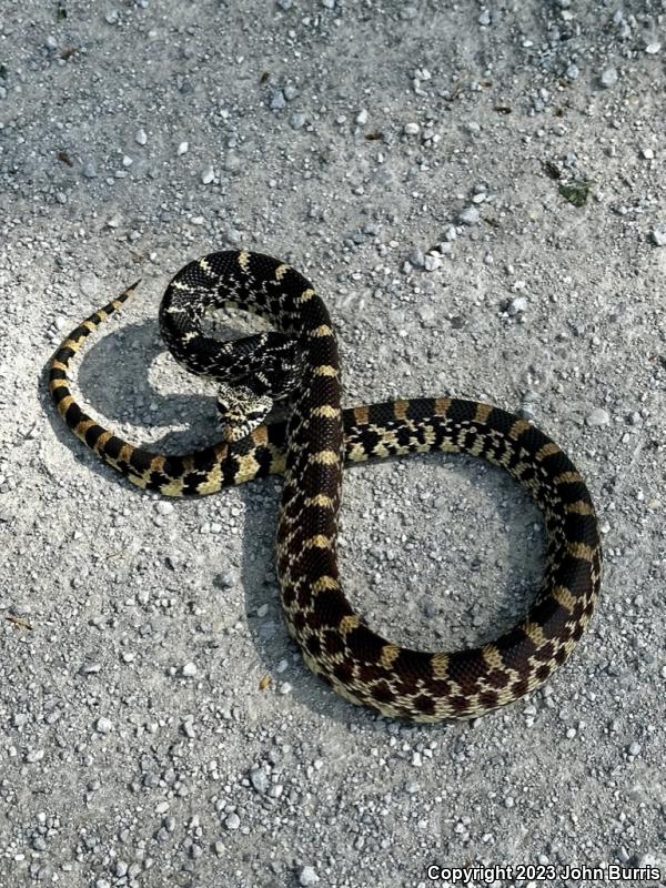 Bullsnake (Pituophis catenifer sayi)