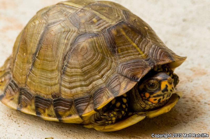 Three-toed Box Turtle (Terrapene carolina triunguis)