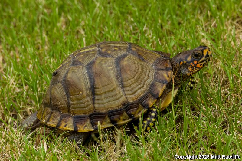 Three-toed Box Turtle (Terrapene carolina triunguis)