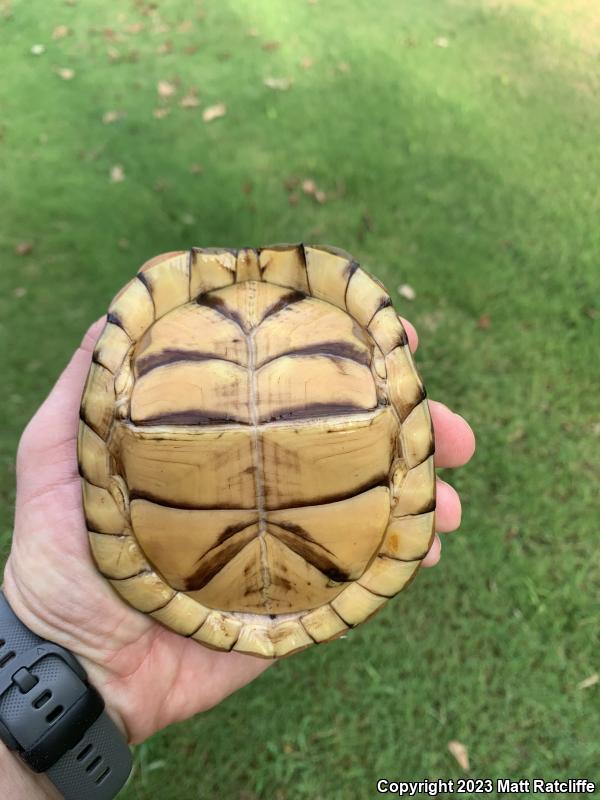 Three-toed Box Turtle (Terrapene carolina triunguis)