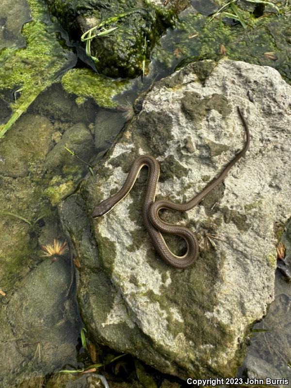 Queensnake (Regina septemvittata)