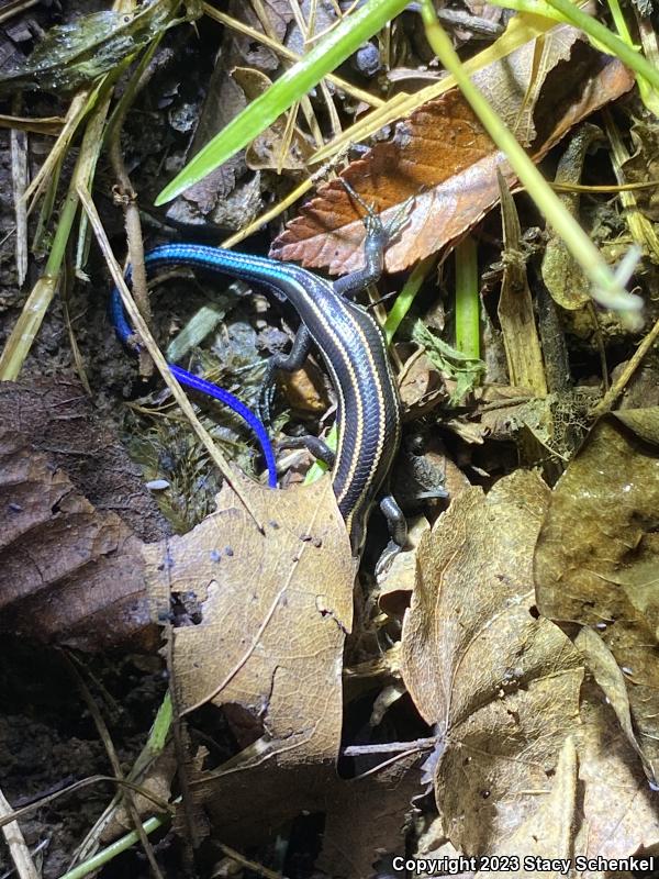 Five-lined Skink (Plestiodon fasciatus)