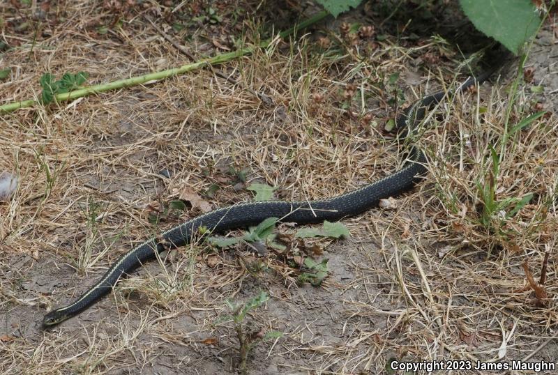 Northwestern Gartersnake (Thamnophis ordinoides)