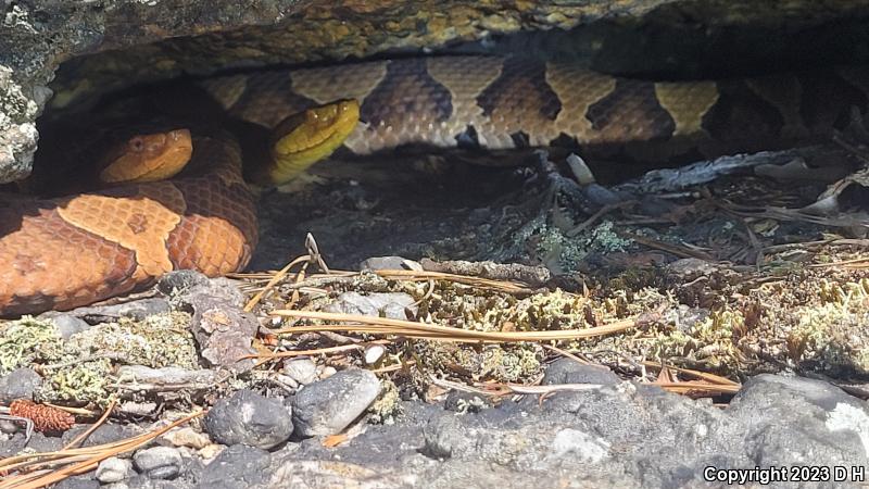 Northern  Copperhead (Agkistrodon contortrix mokasen)