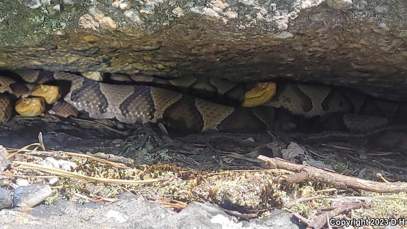 Northern  Copperhead (Agkistrodon contortrix mokasen)