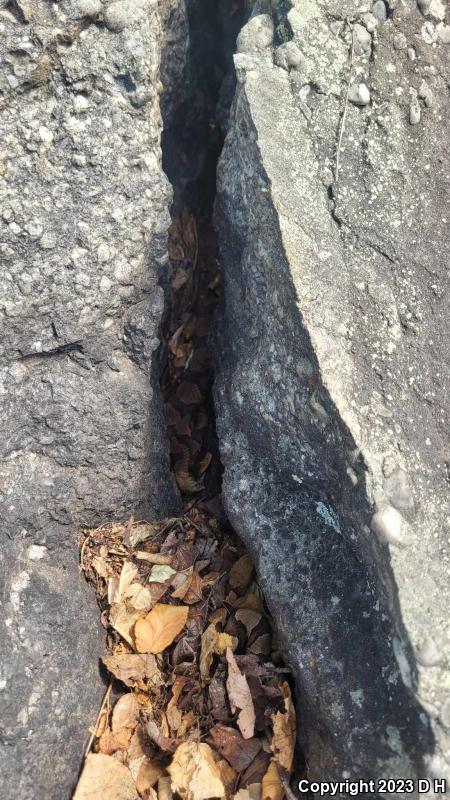 Northern  Copperhead (Agkistrodon contortrix mokasen)