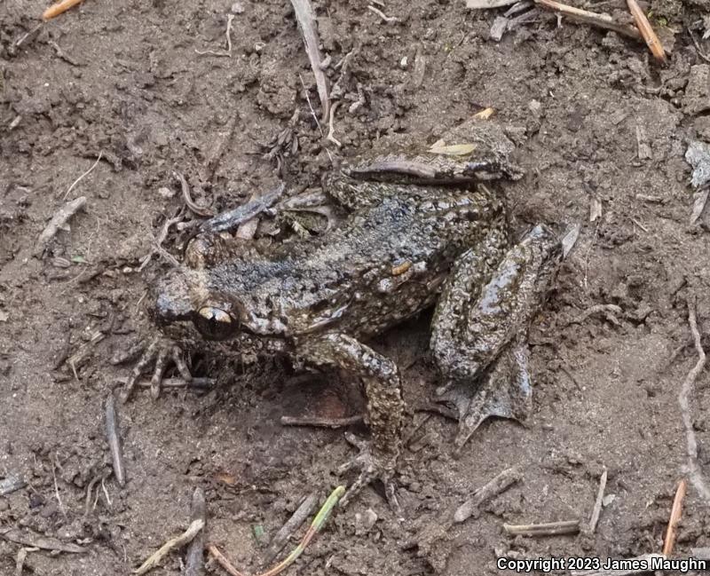 Western Tailed Frog (Ascaphus truei)