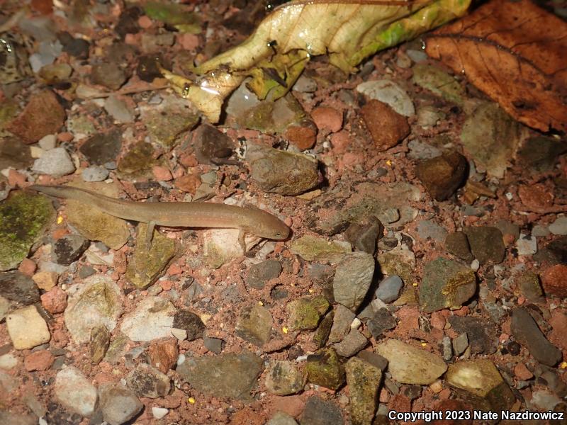 Northern Red Salamander (Pseudotriton ruber ruber)