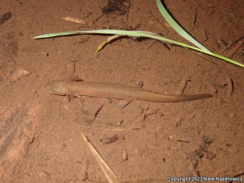 Northern Red Salamander (Pseudotriton ruber ruber)