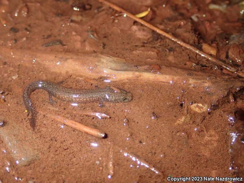 Northern Spring Salamander (Gyrinophilus porphyriticus porphyriticus)