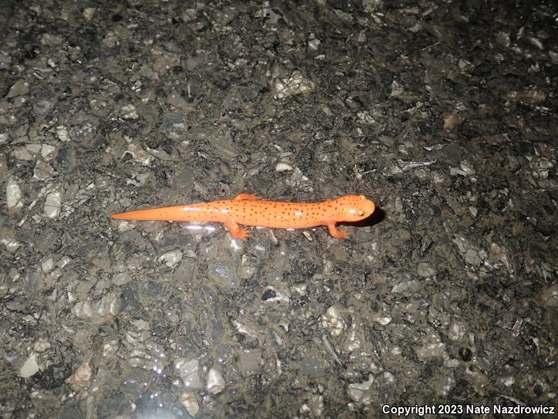 Northern Red Salamander (Pseudotriton ruber ruber)