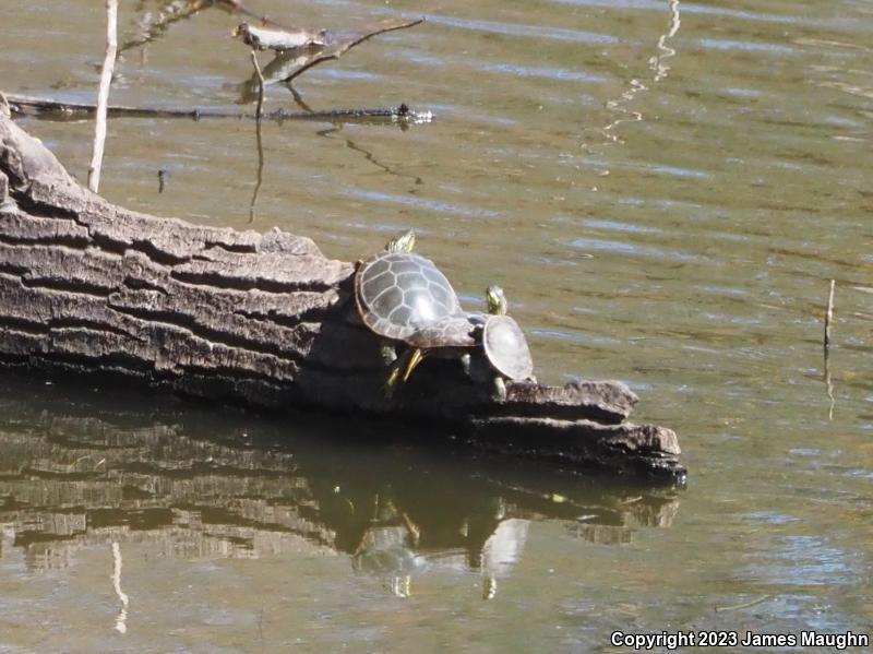 Western Painted Turtle (Chrysemys picta bellii)