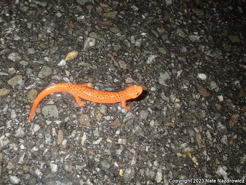 Northern Red Salamander (Pseudotriton ruber ruber)