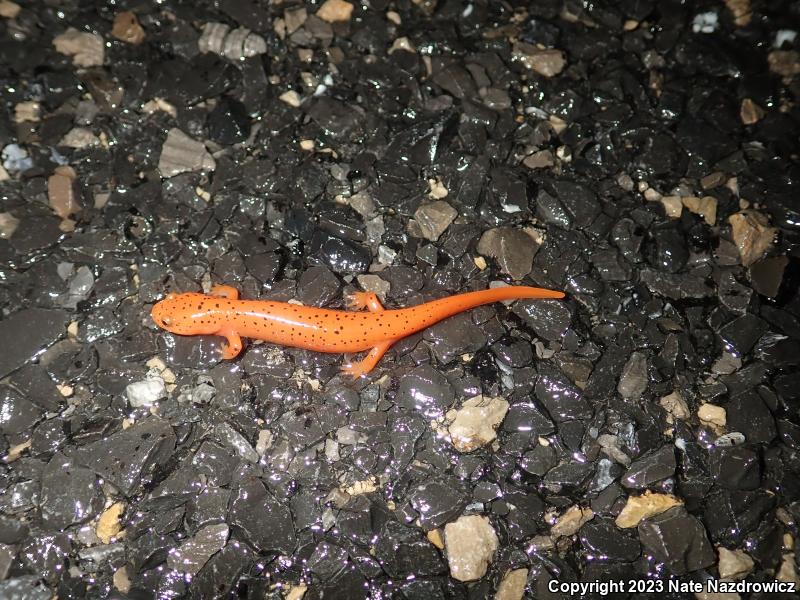 Northern Red Salamander (Pseudotriton ruber ruber)