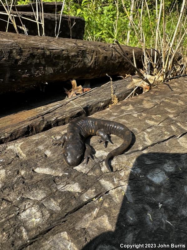 Eastern Tiger Salamander (Ambystoma tigrinum)