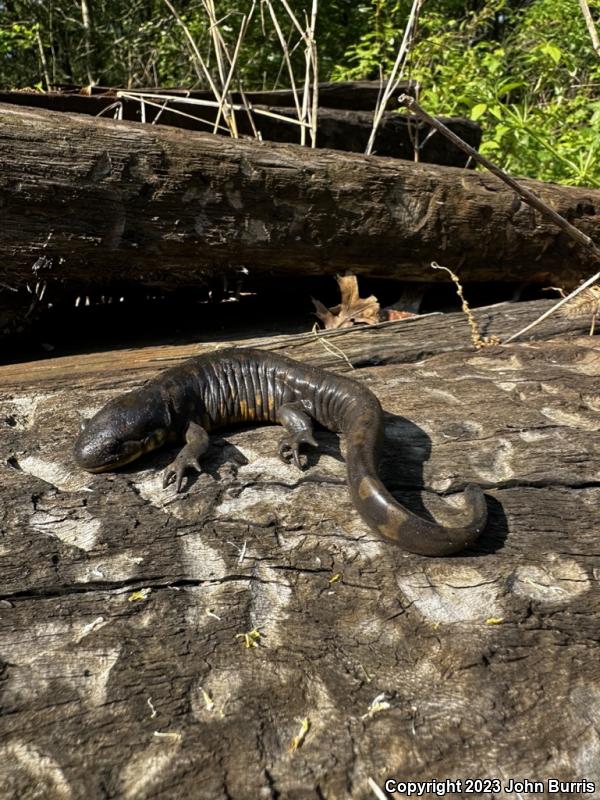 Eastern Tiger Salamander (Ambystoma tigrinum)