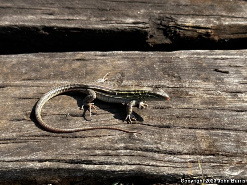 Prairie Racerunner (Aspidoscelis sexlineata viridis)