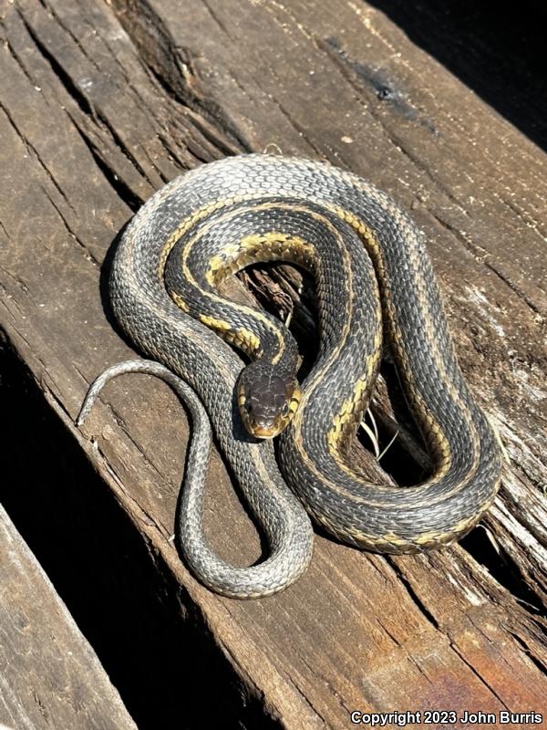 Chicago Gartersnake (Thamnophis sirtalis semifasciatus)