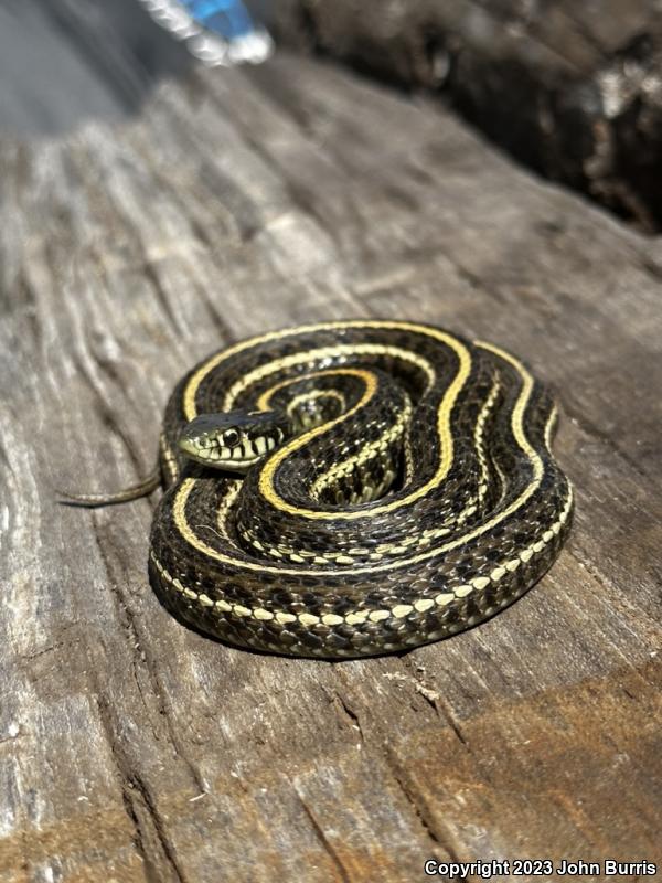 Plains Gartersnake (Thamnophis radix)