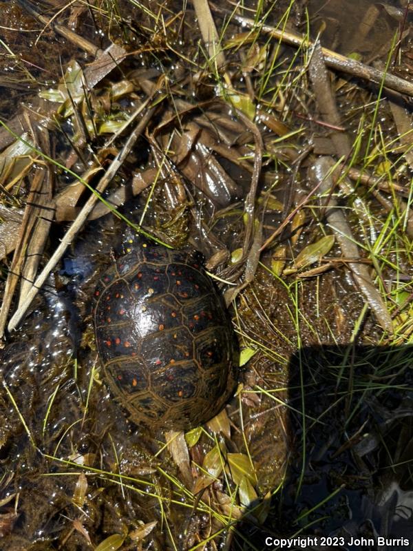 Spotted Turtle (Clemmys guttata)