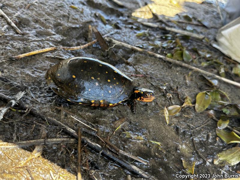 Spotted Turtle (Clemmys guttata)