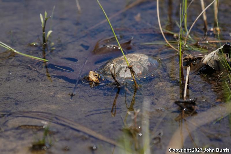 Spotted Turtle (Clemmys guttata)