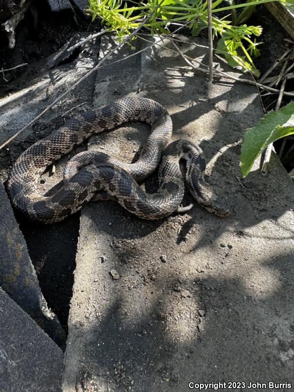 Western Foxsnake (Pantherophis vulpinus)