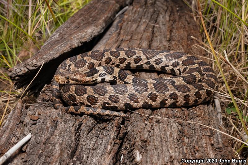 Western Foxsnake (Pantherophis vulpinus)