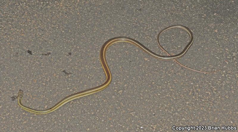 Desert Striped Whipsnake (Coluber taeniatus taeniatus)